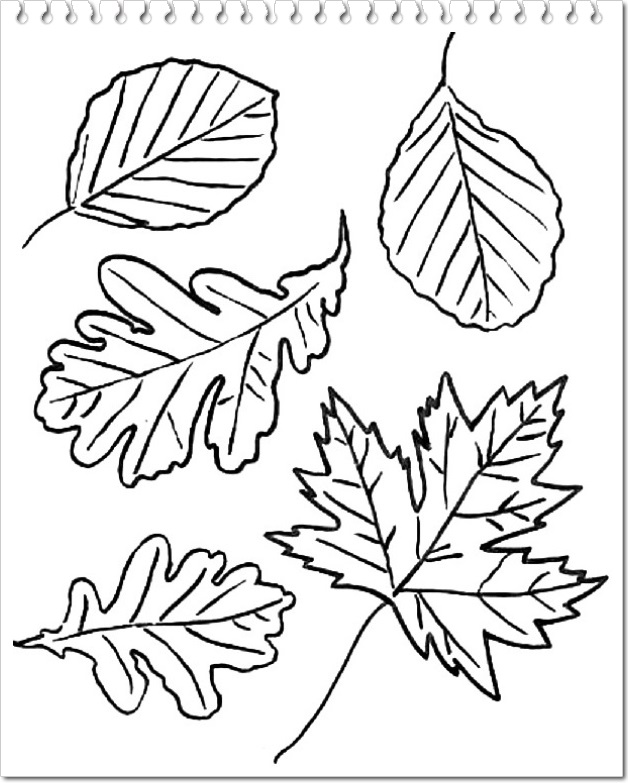 Planse de colorat cu frunze de toamna Planse de colorat